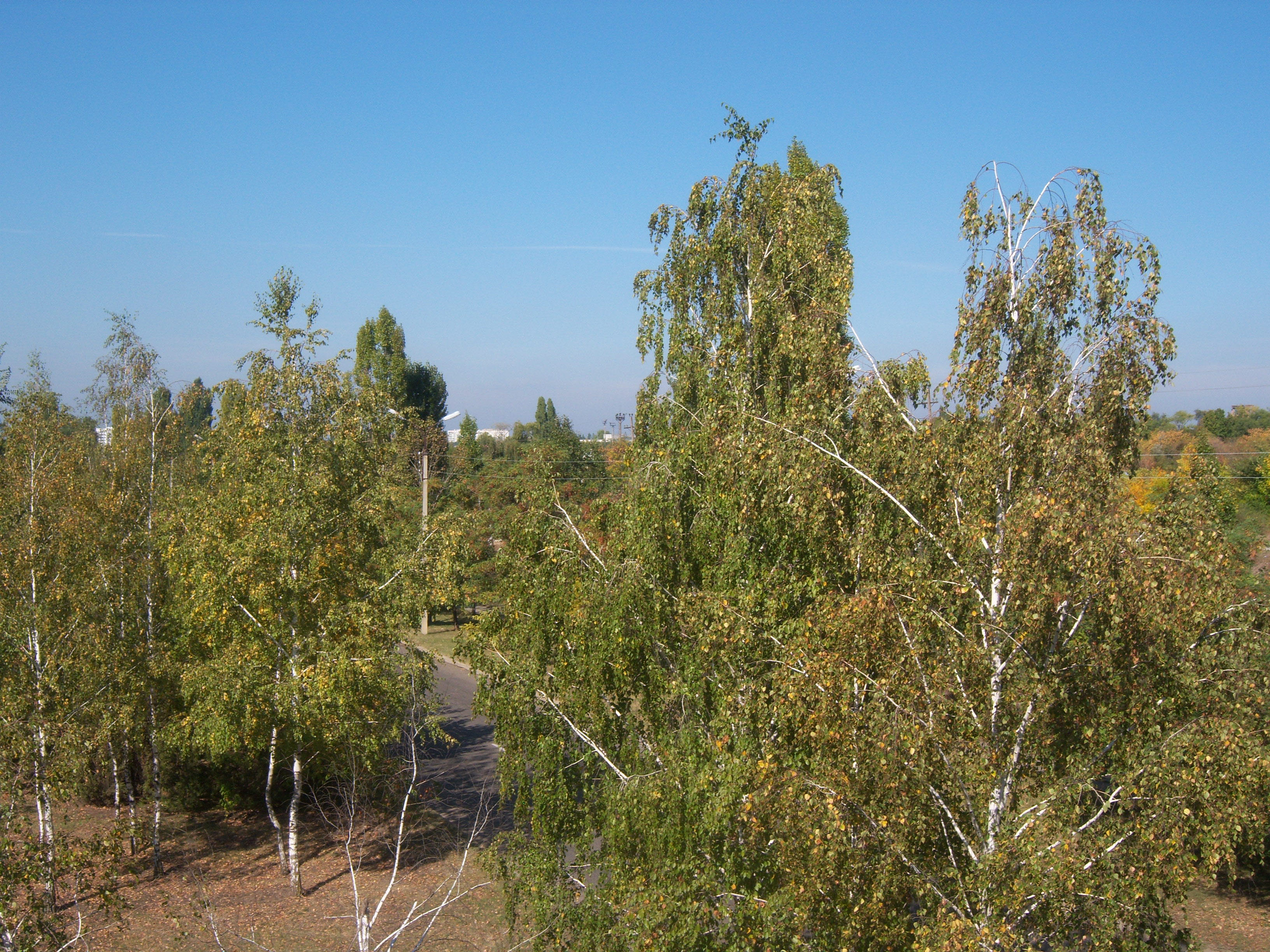 Лесопосадка на Балке