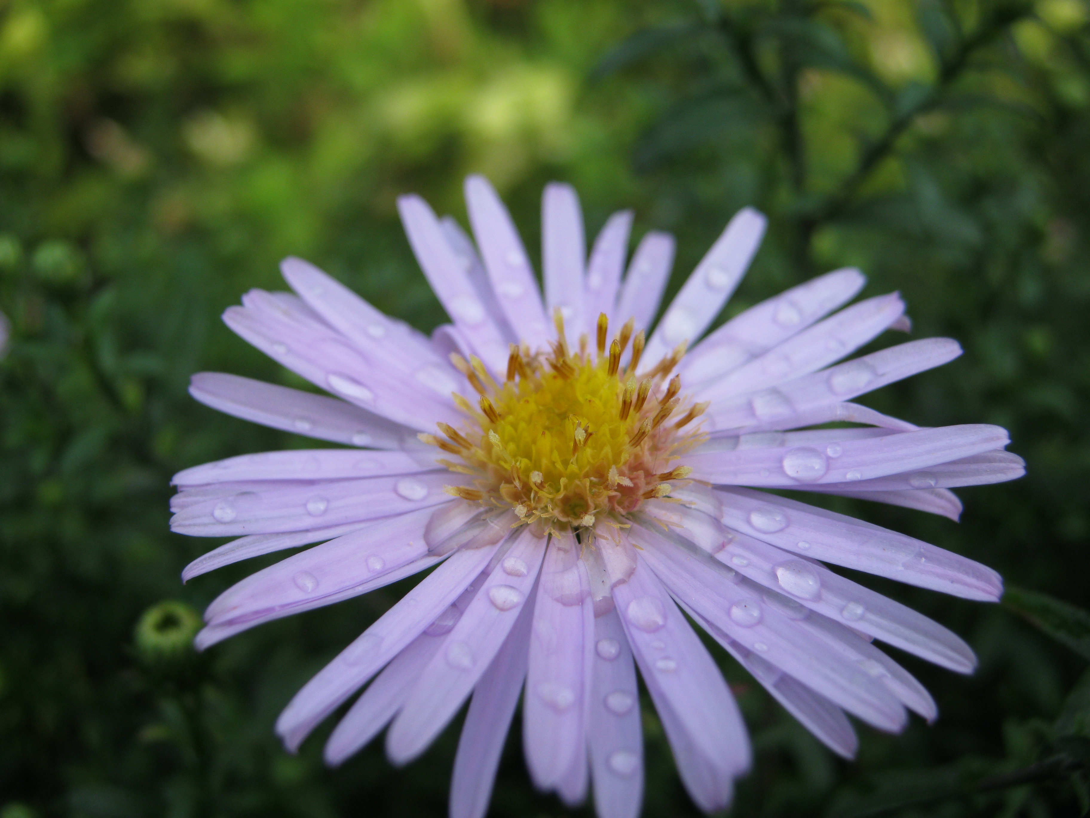 Природа Тирасполя