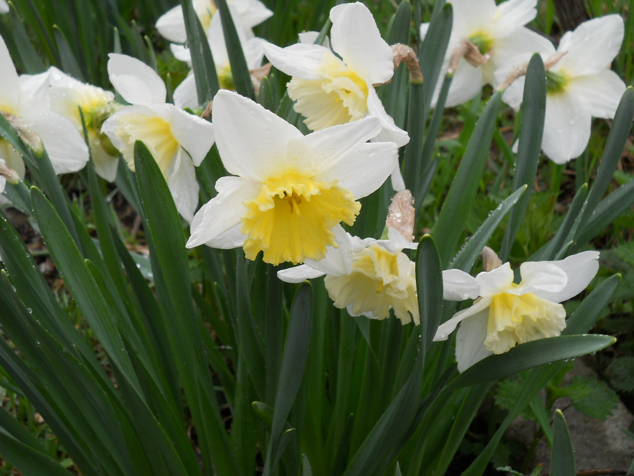 Природа Тирасполя