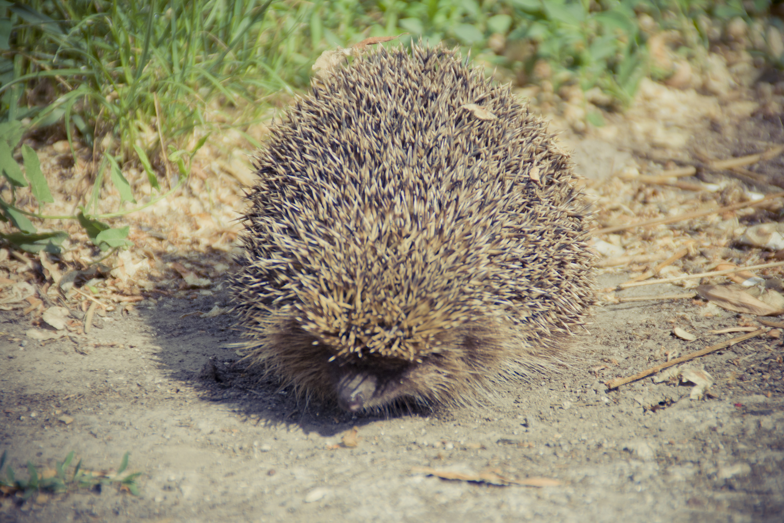 MG 288878 Easy Resize com