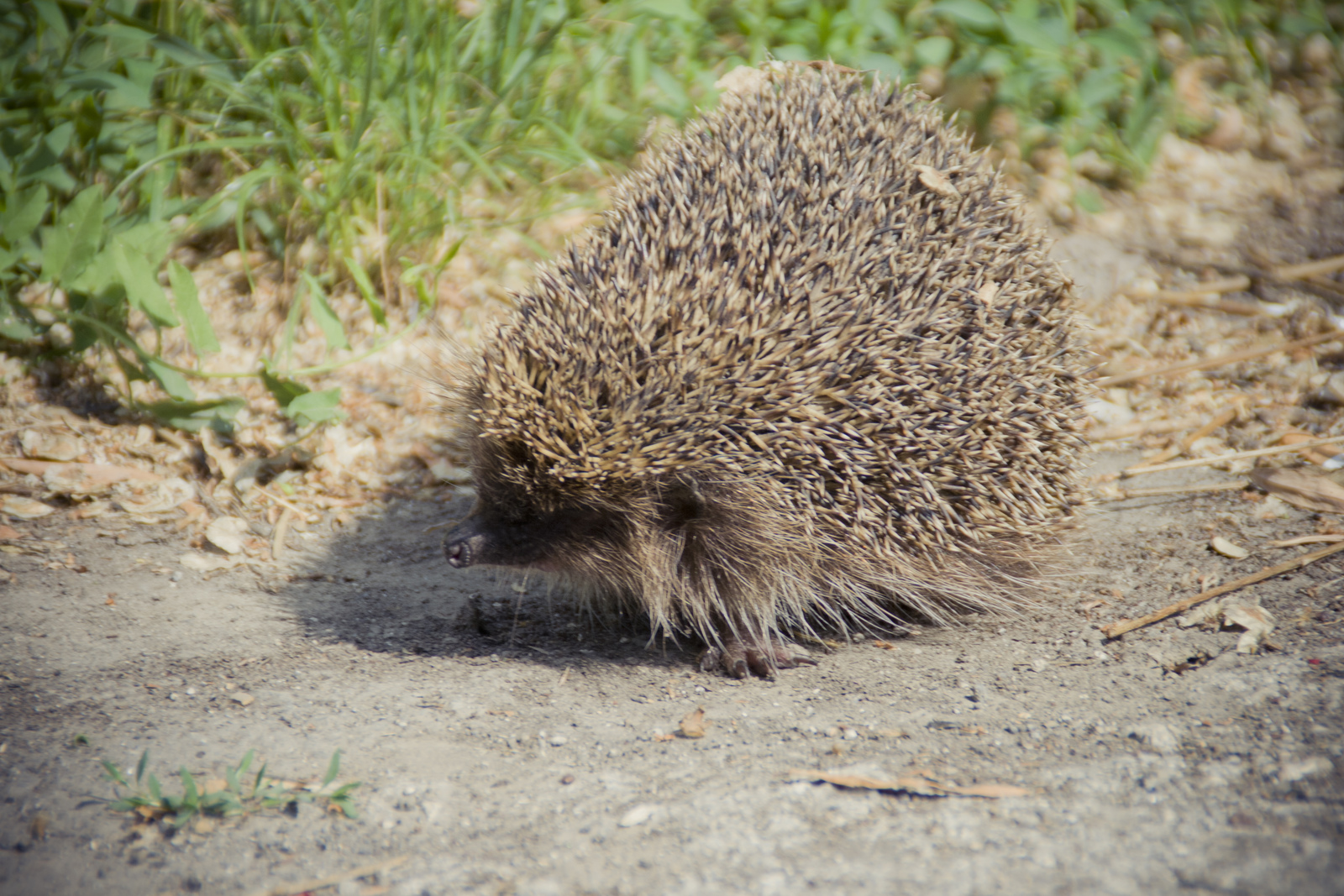 MG 288979 Easy Resize com