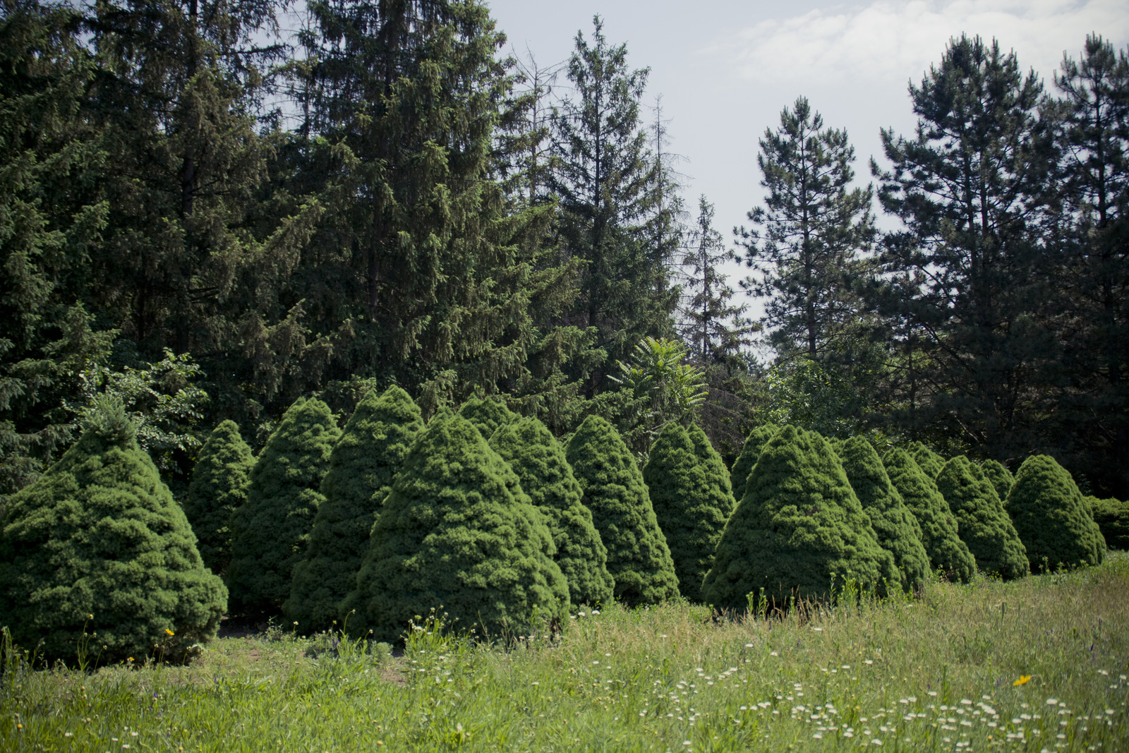 MG 2937117 Easy Resize com