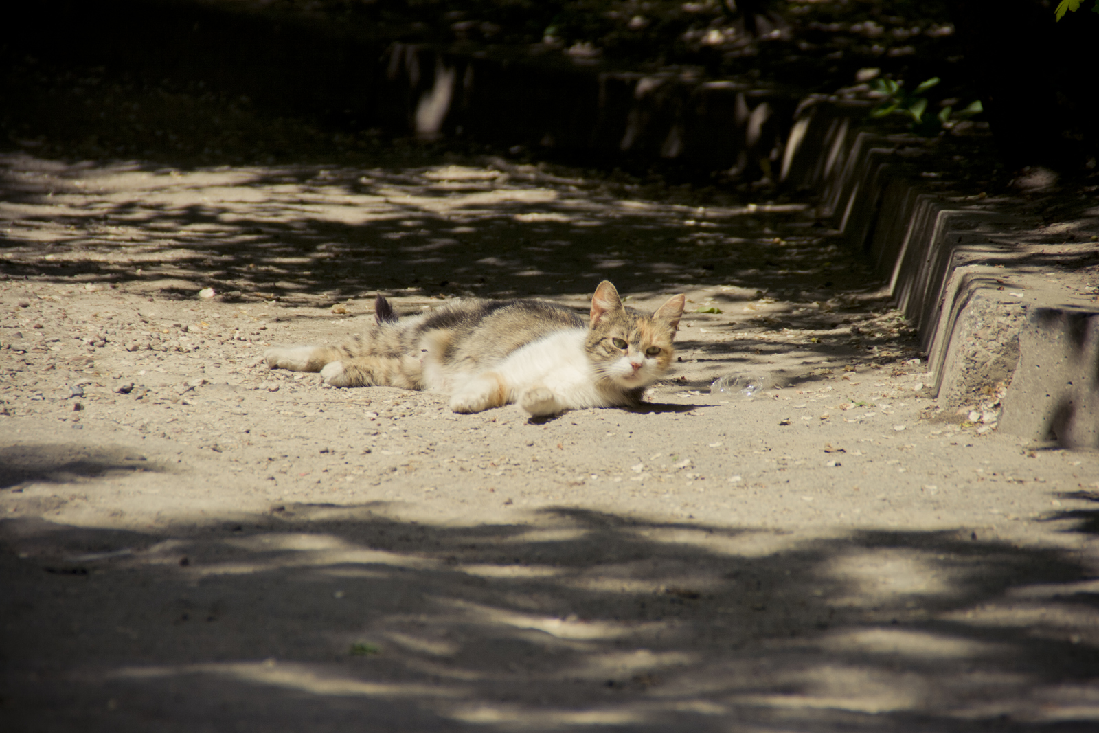 MG 2973143 Easy Resize com